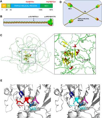 Case report: A novel compound heterozygous variant in the COL4A3 gene was identified in a patient with autosomal recessive Alport syndrome